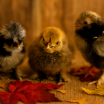 silkies (non color sorted)