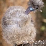 Necked neck silkies