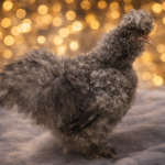 Cuckoo silkies